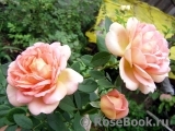 Lady of Shalott Lady of Shalott