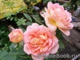 Lady of Shalott Lady of Shalott