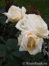 Chopin Chopin
