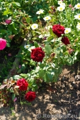 Black Baccara Black Baccara
