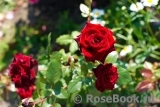 Black Baccara Black Baccara