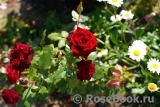 Black Baccara Black Baccara