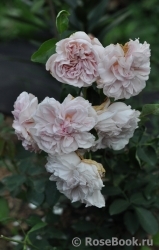 Cymbaline Cymbaline