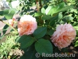 Augusta Luise Augusta Luise