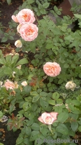 Abraham Darby Abraham Darby