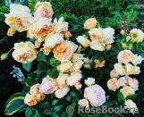 Crown Princess Margareta® Crown Princess Margareta®