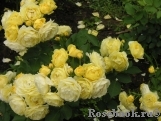Golden Border Golden Border