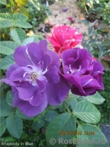 Rhapsody in Blue Rhapsody in Blue