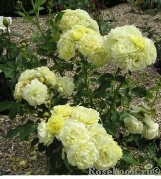 Golden Border Golden Border