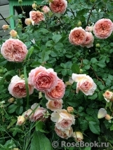 Abraham Darby Abraham Darby