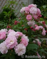 Guirlande Rose Guirlande Rose