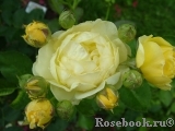 Golden Border Golden Border