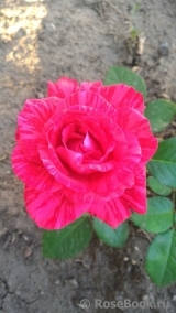 Red Intuition Red Intuition