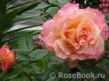 Augusta Luise Augusta Luise