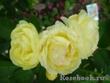 Golden Border Golden Border