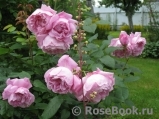 Mary Rose Mary Rose