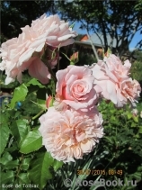 Rose de Tolbiac ® Rose de Tolbiac ®