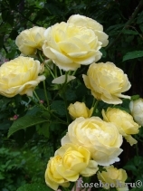 Golden Border Golden Border