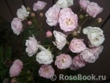Heavenly Pink Heavenly Pink