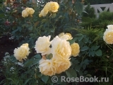 Golden Border Golden Border