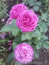 Heidi Klum Rose Heidi Klum Rose