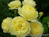 Golden Border Golden Border