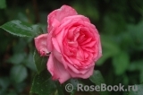 La Rose de Molinard ® La Rose de Molinard ®