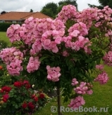 Heavenly Pink Heavenly Pink