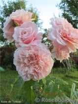 Rose de Tolbiac ® Rose de Tolbiac ®
