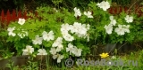 Morden Snowbeauty Morden Snowbeauty