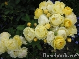 Golden Border Golden Border