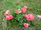 Rosarium Uetersen Rosarium Uetersen