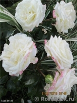 Alabaster Alabaster