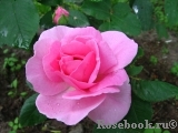 Gertrude Jekyll Gertrude Jekyll