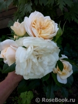 Crocus Rose® Crocus Rose®