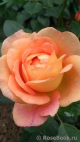 Lady of Shalott Lady of Shalott