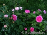 Gertrude Jekyll Gertrude Jekyll