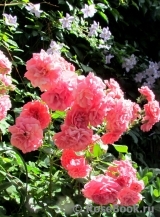 Rosarium Uetersen Rosarium Uetersen