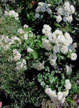 Aspirin Rose Aspirin Rose