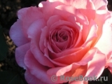 Tickled Pink Tickled Pink