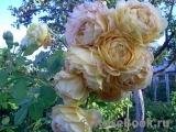 Golden Celebration® Golden Celebration®