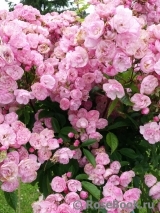 Heavenly Pink Heavenly Pink