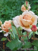 Julia's Rose Julia's Rose