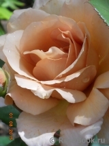 Julia's Rose Julia's Rose