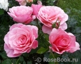 Tickled Pink Tickled Pink