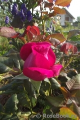 Johann Wolfgang von Goethe Rose® Johann Wolfgang von Goethe Rose®