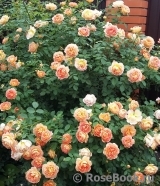 Lady of Shalott Lady of Shalott