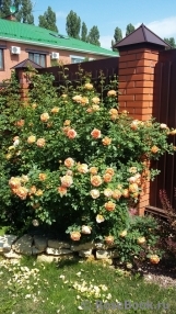 Lady of Shalott Lady of Shalott