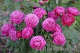Heidi Klum Rose Heidi Klum Rose