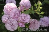 Lavender Ice Lavender Ice